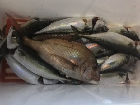 龍神丸(鹿児島) 釣果