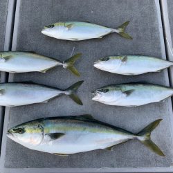 SeaRide(シーライド) 釣果