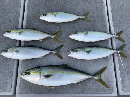 SeaRide(シーライド) 釣果