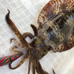 「LaGooN」蒼陽丸 日和号 釣果