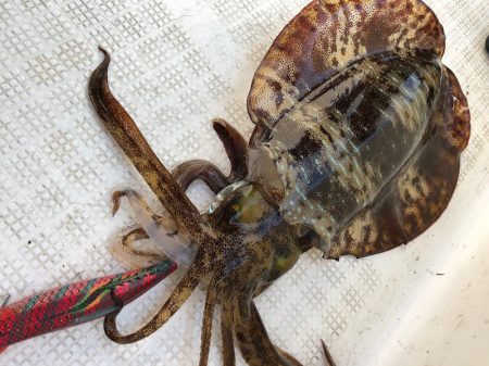 「LaGooN」蒼陽丸 日和号 釣果