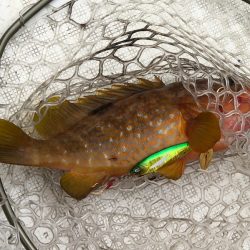 「LaGooN」蒼陽丸 日和号 釣果