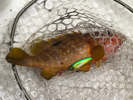 「LaGooN」蒼陽丸 日和号 釣果