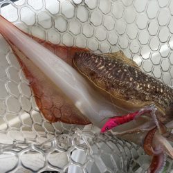 「LaGooN」蒼陽丸 日和号 釣果