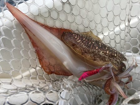 「LaGooN」蒼陽丸 日和号 釣果