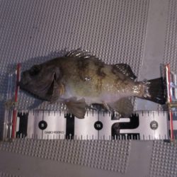 Chase（チェイス） 釣果