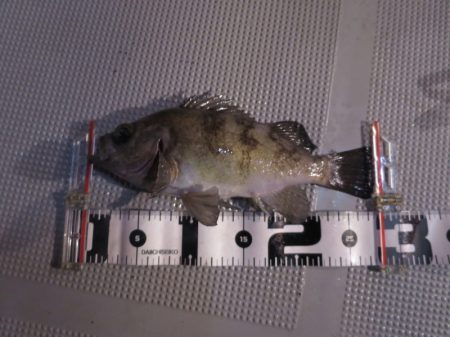 Chase（チェイス） 釣果