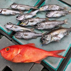 ＴＡＲＯＭＡＲＵ 釣果