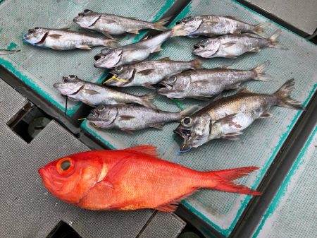 ＴＡＲＯＭＡＲＵ 釣果