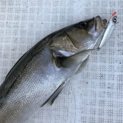 「LaGooN」蒼陽丸 日和号 釣果