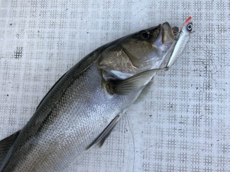 「LaGooN」蒼陽丸 日和号 釣果