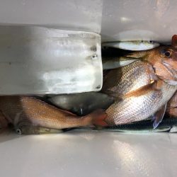 第二八坂丸 釣果