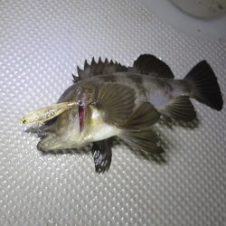 Chase（チェイス） 釣果