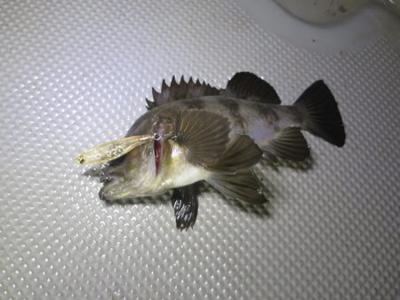 Chase（チェイス） 釣果