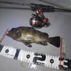 Chase（チェイス） 釣果