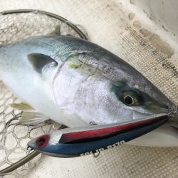 「LaGooN」蒼陽丸 日和号　 釣果