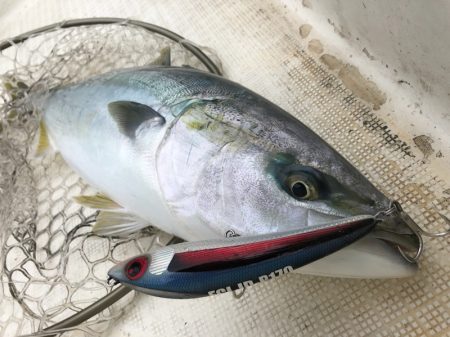 「LaGooN」蒼陽丸 日和号　 釣果