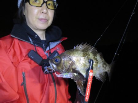 Chase(チェイス) 釣果