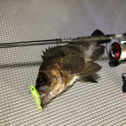 Chase(チェイス) 釣果