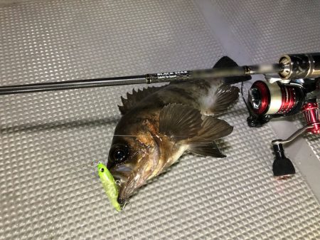 Chase(チェイス) 釣果