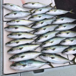 エムズジャーク(M’s JERK) 釣果