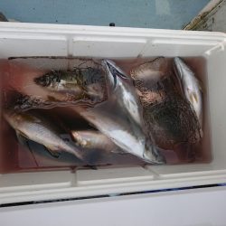 清和丸 釣果