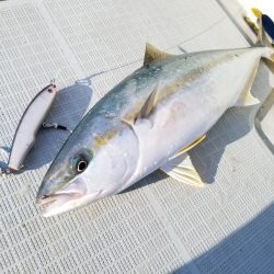 アマテラス 釣果