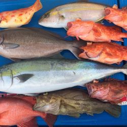 釣鯛洋 釣果