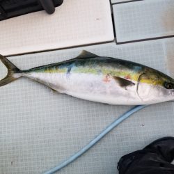 アマテラス 釣果