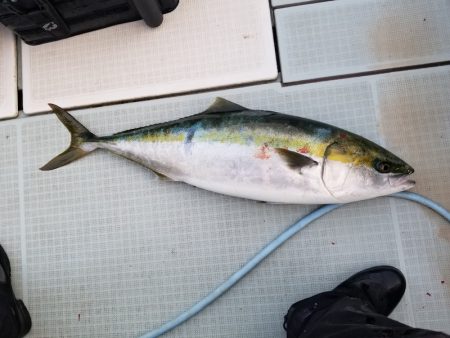 アマテラス 釣果