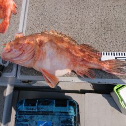 ブルースフィッシングサービス 釣果