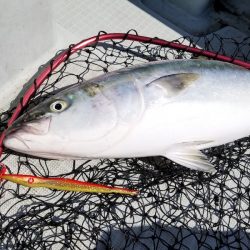 アマテラス 釣果