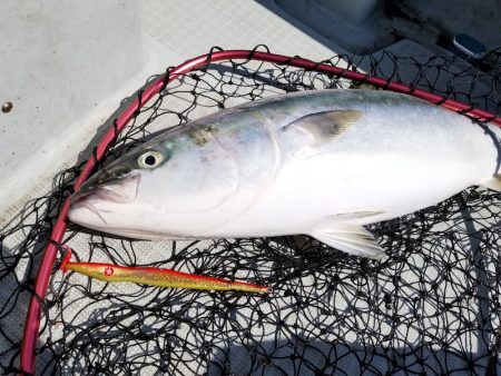 アマテラス 釣果