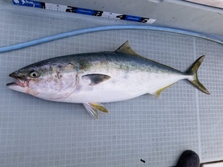 アマテラス 釣果