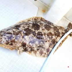 アマテラス 釣果