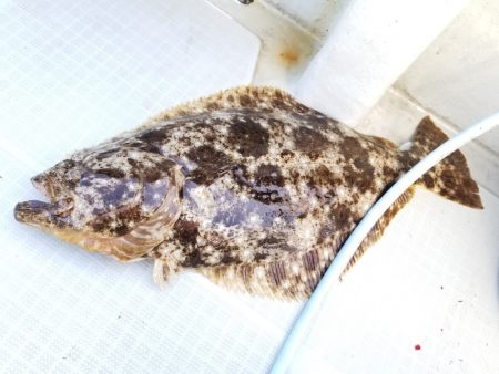 アマテラス 釣果