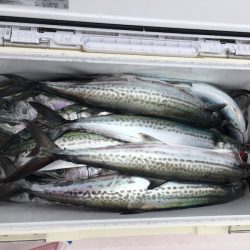 うさぎ丸 釣果