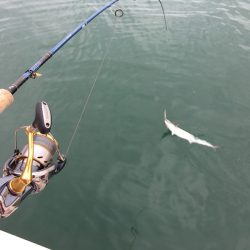 うさぎ丸 釣果