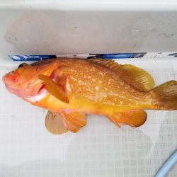 アマテラス 釣果