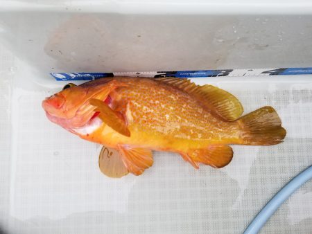 アマテラス 釣果