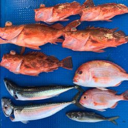 釣鯛洋 釣果