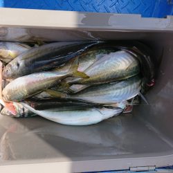清和丸 釣果