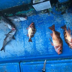 海龍丸（石川） 釣果