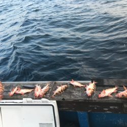 海龍丸（石川） 釣果