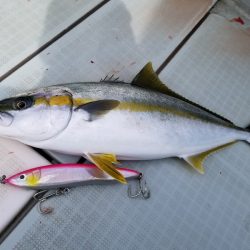 アマテラス 釣果