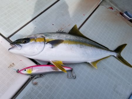 アマテラス 釣果