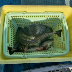 さち丸 釣果