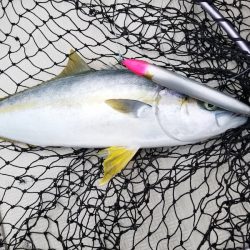 アマテラス 釣果