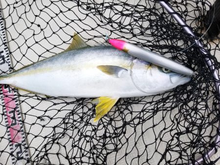 アマテラス 釣果