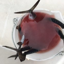 うさぎ丸 釣果